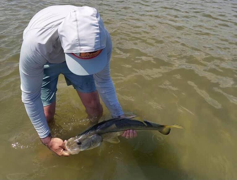 Snook in Stuart, Florida